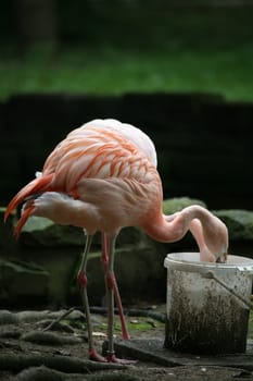 Flamingos drinking from a bucket