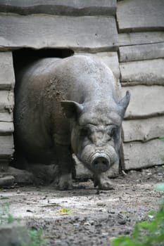 Pot-bellied pig in his barn