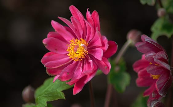 It can no longer be denied. Autumn is really on its way. The autumn anemones are starting to bloom.....!