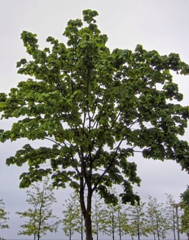tree without christmas