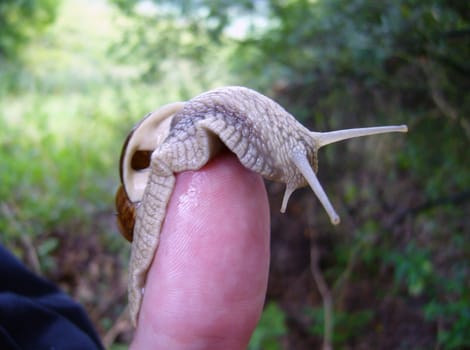 Snail