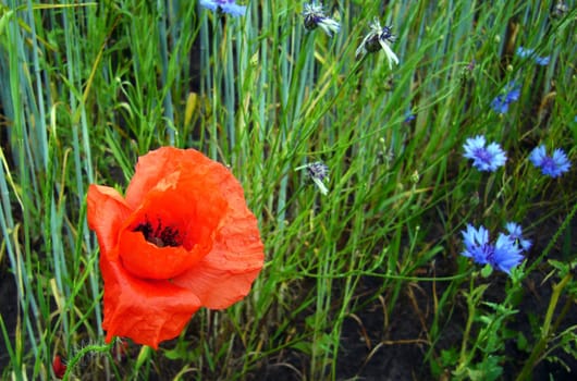 Poppy