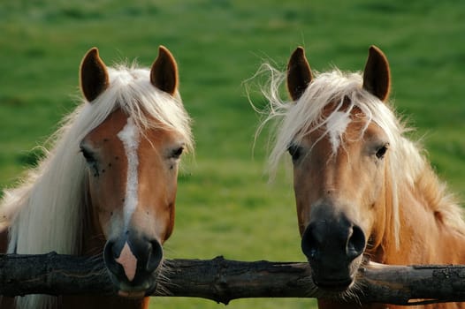 Do I only see twice or are they two......?:-)