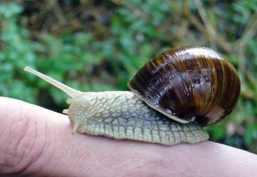 Snail