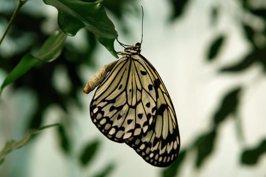 White tree nymph