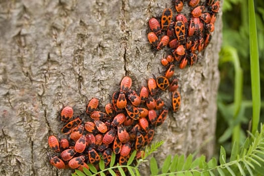 What kind of beetles are they???