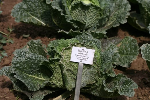 Heads of cabbage in a vegetable garden