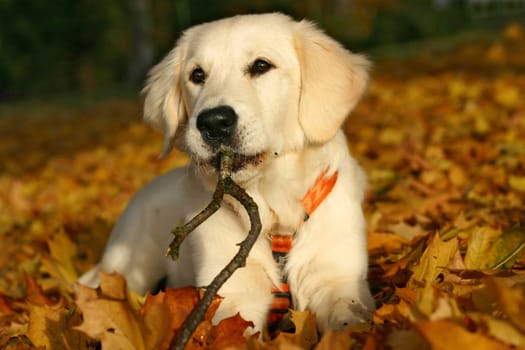 Autumn Treats III