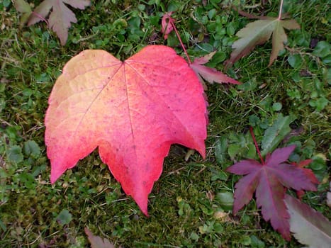 Autumn 04