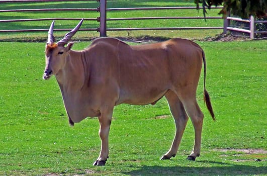 Common eland