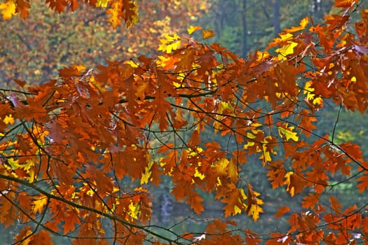Red oak in autumn,leaves,GMHütte,casino park