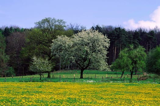 Meadow in spring,cherry blossom,Hagen a.T.W.,Osnabrücker Land
