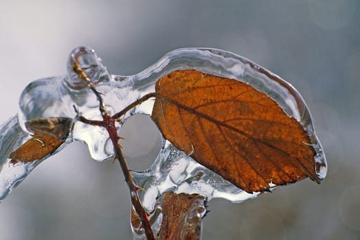Leaf in the ice,winter