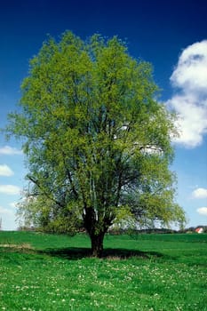 Tree in spring, Meadow in Hagen