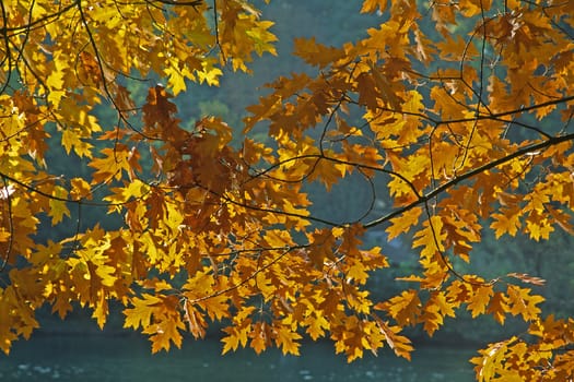 Red oak in autumn,leaves