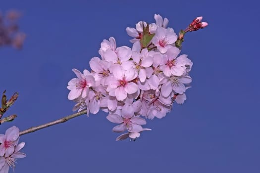 Prunus subhirtella, Japanese ornamental cherry in spring