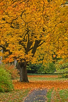 Deciduous tree in autumn,autumn leaves,foliage colouring