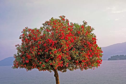 Nerium,oleander,lime, Lake garda