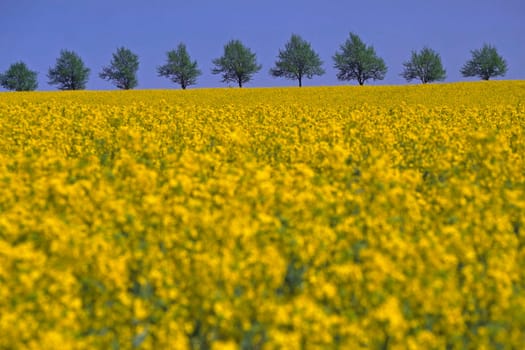 Rapeseed field with trees in GMHütte-Oesede,Osnabrücker Land