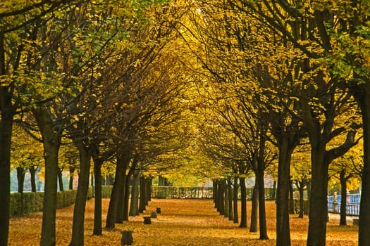 Avenue in autumn,deciduous trees,foliage coloring