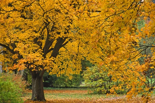 Deciduous tree in autumn,autumn leaves,foliage colouring
