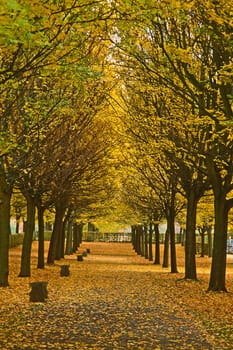 Tree-lined avenue