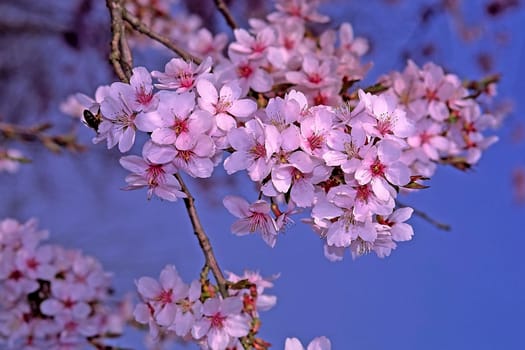 Prunus subhirtella, Japanese ornamental cherry in spring