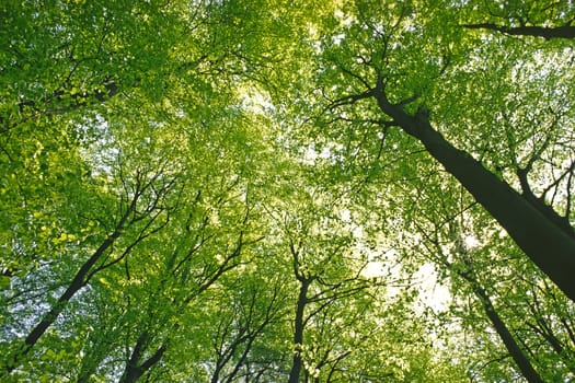 Treetops in spring,Deciduous forest,Bad Iburg,Freeden,Osnabrücker Land