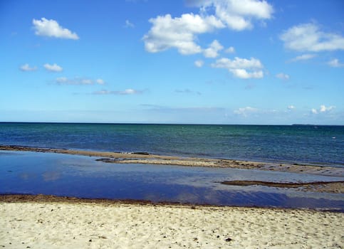 beach palm tree