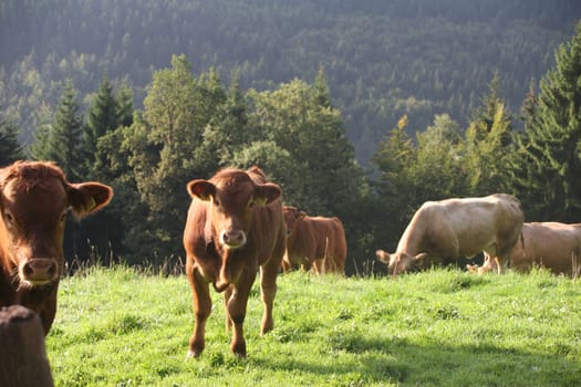 Sauerland cows