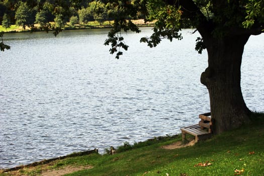 Baum am Hillesee