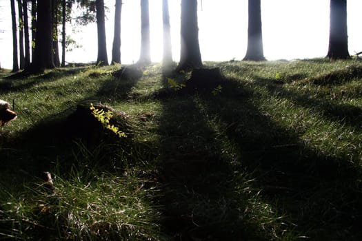 Light and shadow