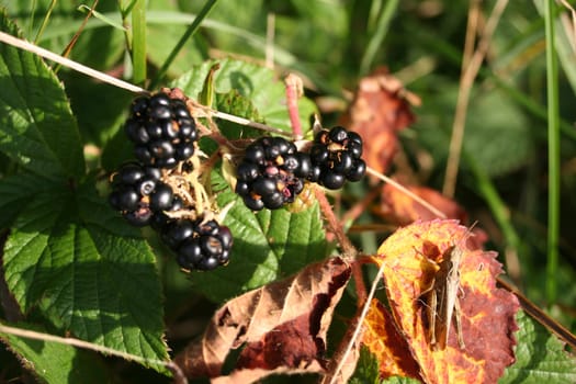 Blackberries in late summer