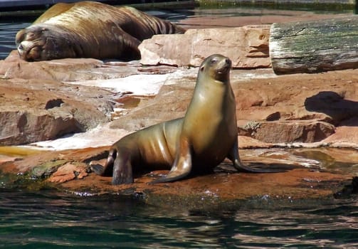 California sea lion