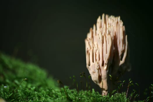 A very fitting name for this toadstool,which causes severe gastrointestinal complaints!