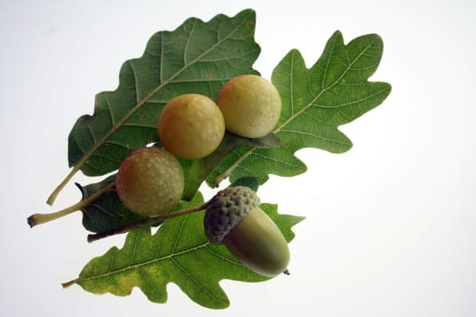 found on the oak branch
