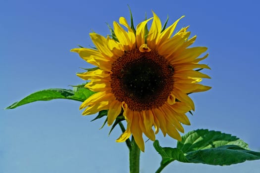 Sunny