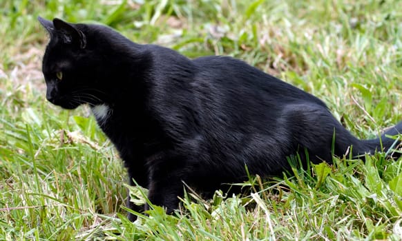 Lying in wait in front of a mouse hole