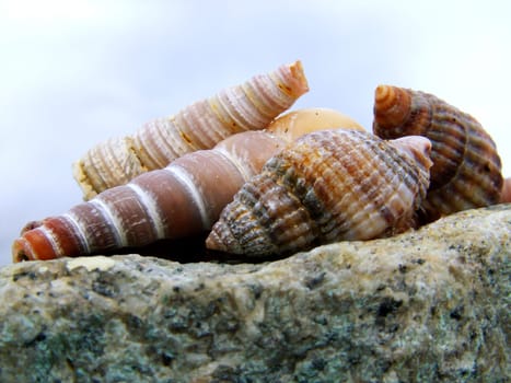 Snail clams