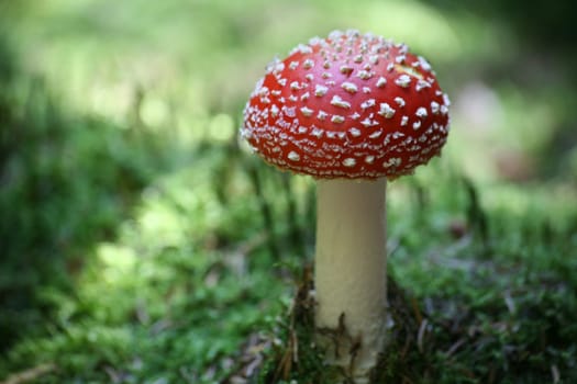 Beautiful,but poisonous