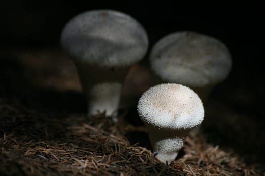Lycoperdon perlatum