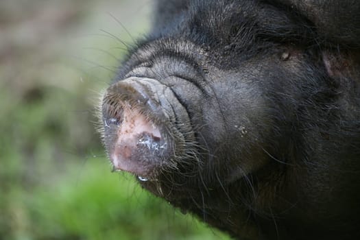 These pigs are mainly kept as pets in Vietnam