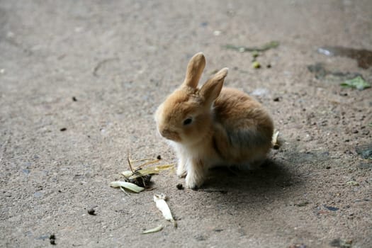 Young dwarf rabbit (no,NOT a plush toy - real!)