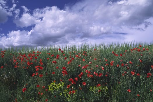Poppy field near Les Viaux,Provence