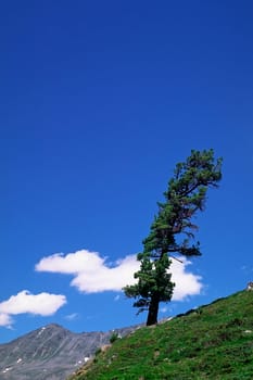 Timmelsjoch, Baum, Alpenlandschaft, Berghang