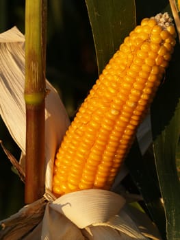 Corn