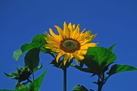 Helianthus,Sunflower,Moods