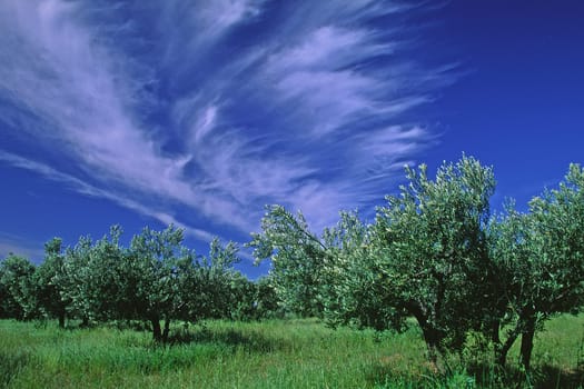 Olivenbäume bei Les Baux, Wolken, Alpilles, Provence