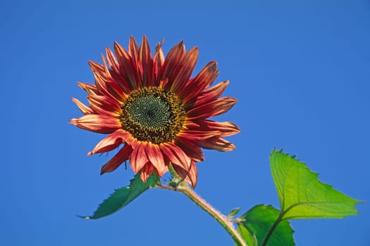 Helianthus, Rote Sonnenblume