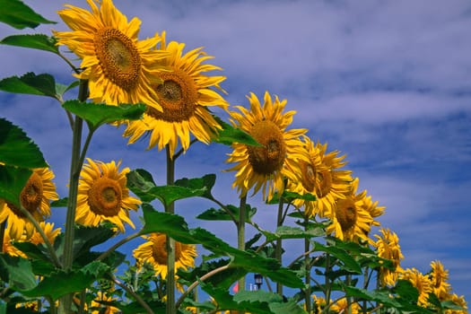 Helianthus annuus 'Printasol',field with sunflowers,moods